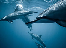 明星隐秘生活大曝光:麻豆App的神秘面纱揭开